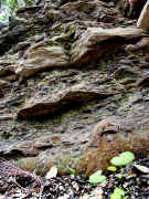 rocks and moss 1 adj.jpg (180513 bytes)