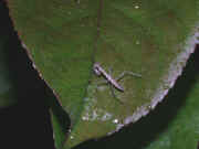 single mantis on tip of leaf 2.jpg (119358 bytes)
