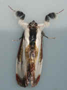 small calico moth top view.jpg (167096 bytes)