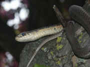 snake in tree facing left dark and pink bkg 2.jpg (98284 bytes)