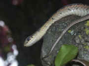 snake in tree facing left dark and pink bkg.jpg (124806 bytes)