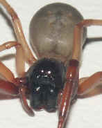 sowbug killer front view cropped twice.jpg (88367 bytes)