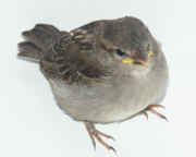 sparrow full view front down feathers in focus cropped.jpg (133494 bytes)