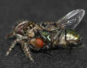spider 1 9-10-06 fly abdomen underside in focus side view.jpg (130082 bytes)