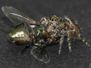 spider 1 9-10-06 fly abdomen underside in focus.jpg (129794 bytes)