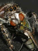spider 2 9-10-06 fly abdomen in focus cropped.jpg (139877 bytes)