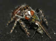 spider 2 9-10-06 fly abdomen in focus.jpg (144229 bytes)