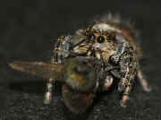 spider 2 9-10-06 fly legs in face.jpg (131366 bytes)