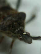 stinkbug closeup lens head in focus cropped.jpg (107266 bytes)