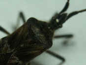 stinkbug closeup lens showing pores cropped.jpg (96063 bytes)