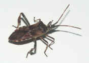 stinkbug full view facing right cropped.jpg (107098 bytes)