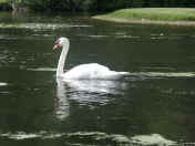 swan adult from farther away.jpg (136605 bytes)