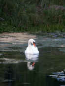 swan front view.jpg (142367 bytes)