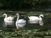 swan trio.jpg (128472 bytes)