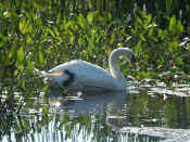 swan with leg tucked under.jpg (144121 bytes)