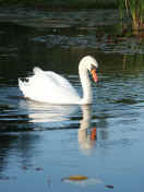 swan with water dripping off bill.jpg (137200 bytes)