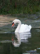 swan with water dripping off open bill.jpg (146054 bytes)