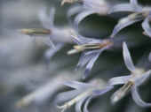 thistle extreme closeup.jpg (103284 bytes)