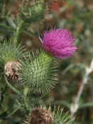 thistle flower full view.jpg (131804 bytes)