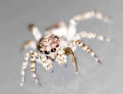 tiny jumping spider 7-30-06.jpg (160800 bytes)