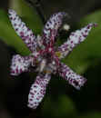 toad lily closeup.jpg (93317 bytes)