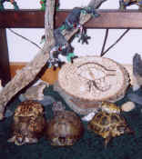 tortoises and toads 3-03.jpg (85654 bytes)