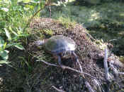 turtle on lump oof.jpg (130197 bytes)