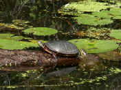 turtle pair one in water.jpg (155244 bytes)