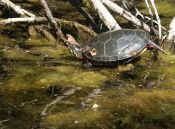 turtle ready to dive cropped.jpg (123681 bytes)