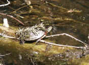 turtle with plant on back cropped.jpg (123571 bytes)