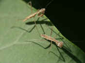 two mantises one looks like preying on other.jpg (108204 bytes)