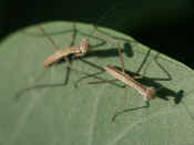 two mantises top view one in focus.jpg (113458 bytes)