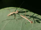 two mantises top view.jpg (146535 bytes)