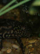 upstairs plecostomus.jpg (89600 bytes)