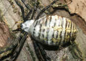 whole body on bark top view pattern in focus 2 cropped.jpg (115713 bytes)