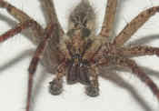 wolf spider front view 2 cropped twice.jpg (113365 bytes)