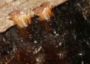 woolly bear 9-17-06 in hand underside good back feet focus.jpg (132556 bytes)