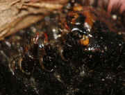 woolly bear 9-17-06 in hand underside good front feet focus.jpg (118107 bytes)