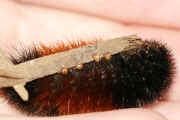 woolly bear 9-17-06 in hand underside.jpg (148852 bytes)