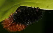 woolly bear 9-17-06 on hasta leaf eating 2.jpg (148444 bytes)