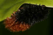 woolly bear 9-17-06 on hasta leaf eating.jpg (145826 bytes)