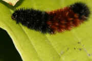 woolly bear 9-17-06 on hasta leaf.jpg (116861 bytes)