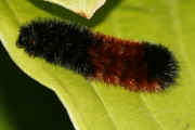 woolly bear 9-17-06 on hasta leaf straight body.jpg (123156 bytes)