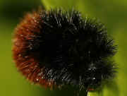 woolly bear 9-17-06 on hasta leaf top view.jpg (132543 bytes)