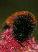 woolly bear 9-17-06 on summer poinsettia facing forward.jpg (123923 bytes)