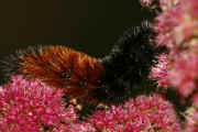 woolly bear 9-17-06 on summer poinsettia full view curved body heading up 2.jpg (133421 bytes)