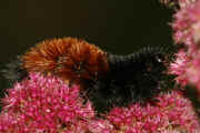 woolly bear 9-17-06 on summer poinsettia full view curved body heading up.jpg (135050 bytes)