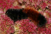 woolly bear 9-17-06 on summer poinsettia full view curved body.jpg (143521 bytes)