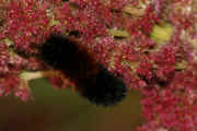 woolly bear 9-17-06 on summer poinsettia full view.jpg (125320 bytes)