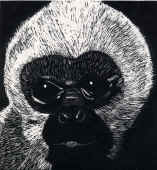 woolly monkey bryan.jpg (285729 bytes)